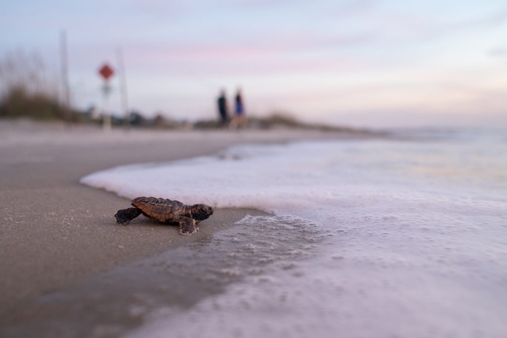 Monday Turtle Talks 2026 Event